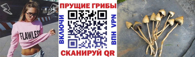Галлюциногенные грибы мицелий Никольское